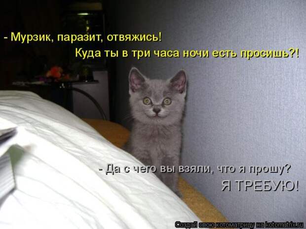 Лучшие котоматрицы недели (50 фото)