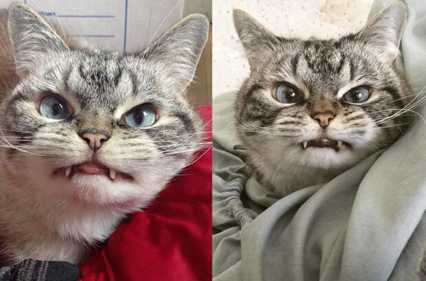 Лицо попроще: животные отличающиеся удивительной внешностью Лицо попроще: животные отличающиеся удивительной внешностью животные, история, факты