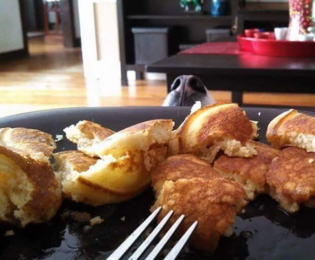25+ смешных фотографий о том, как собаки умеют выпрашивать еду