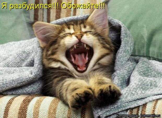 Котоматрицы (картинки с надписями)