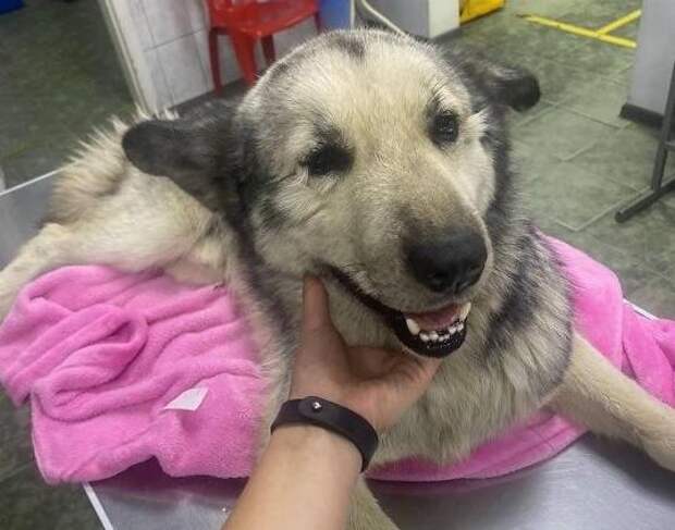 Под Краснодаром живодеры сломали позвоночник собаке и расстреляли ее: это не первый случай