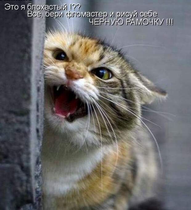 Кото матрица 7