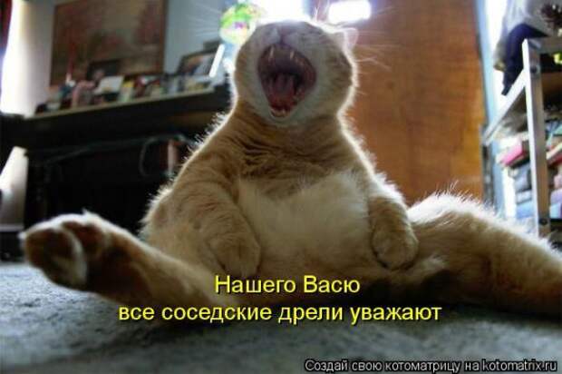 Котоматрицы (картинки с надписями)