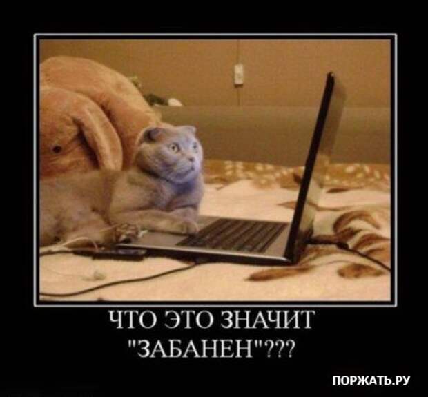 Демотиваторы про котэ (30 фотэ)