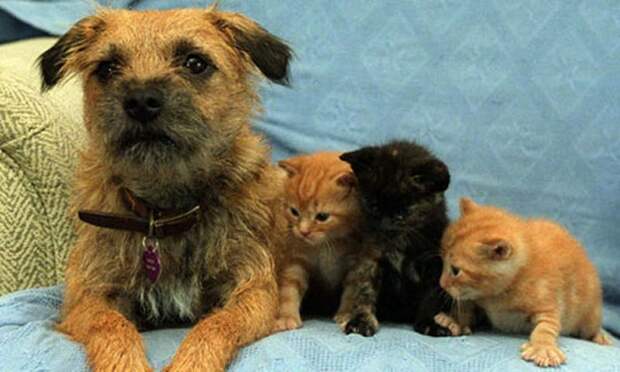 1357981424_35-animal-3 (700x420, 78Kb)