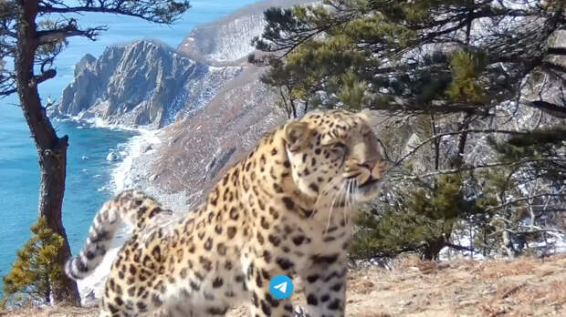 Леопард покрасовался на фоне морского пейзажа в России и попал на видео