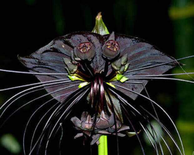 5. КИТАЙСКИЙ МЫШЕЦВЕТ / CHINESE BLACK BATFLOWERS прикол, природа, растения, факты