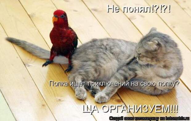 Котоматрица