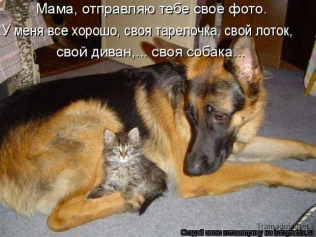 Подборка Котоматриц 2010 - Выпуск 28