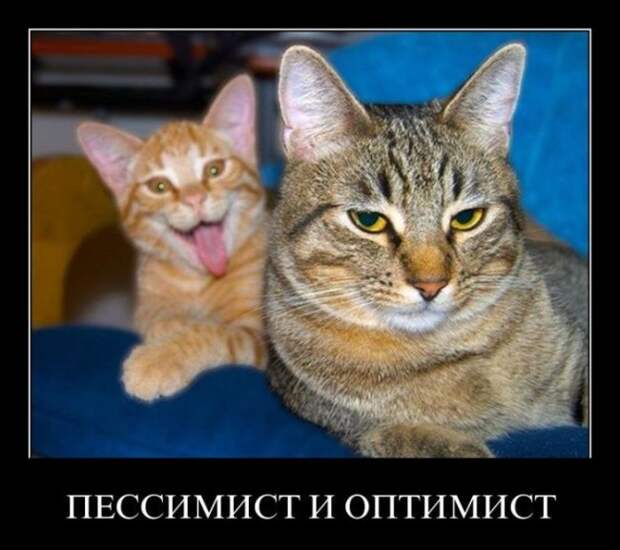 Смешные фото приколы с котами