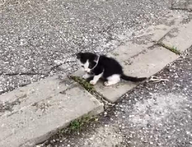 Черно-белый котенок