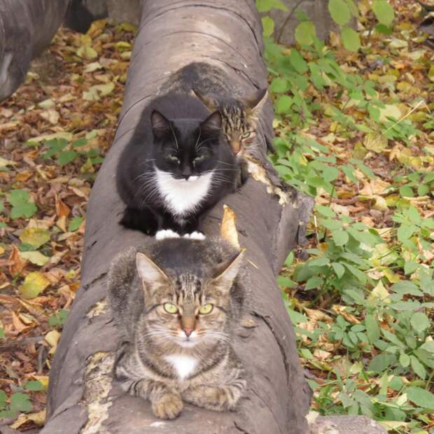 Фотоподборка за 08.10.2013 кадр, прикол, фото, фотоподборка