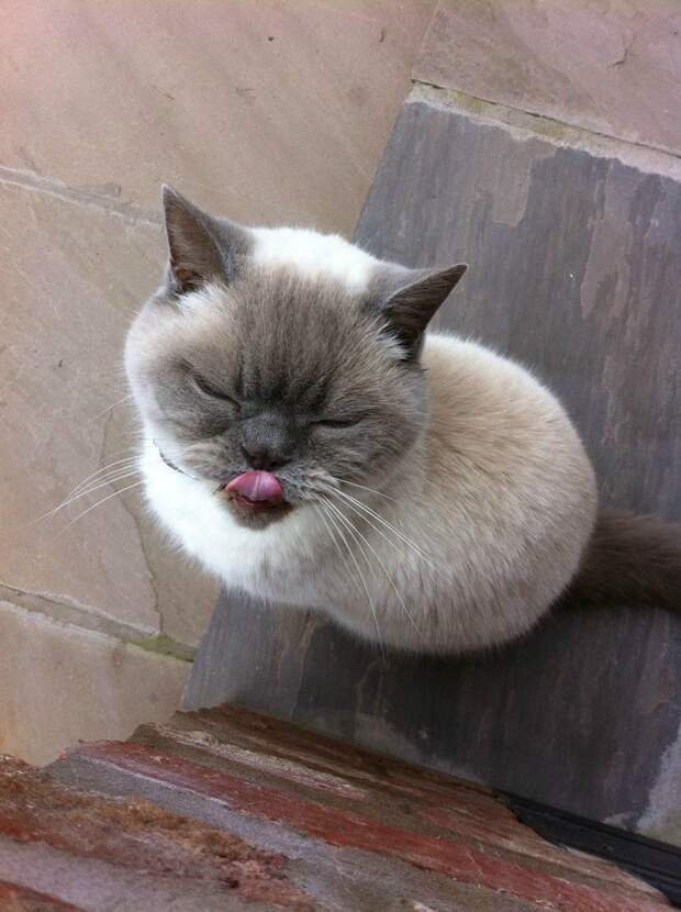 23 фотографии котиков, которые растопят ваше сердце   животные, кот, позитив, фото