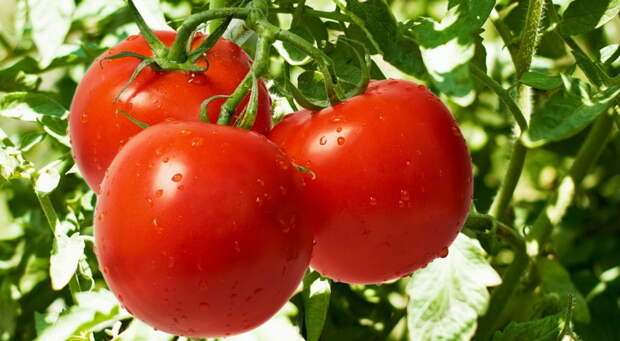 Усадьба Огородник : Секреты высокого урожая томатов