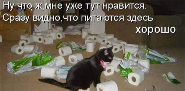 Прикольные коты  (65 фото)