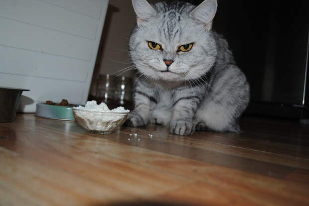 Утро начинается не с кофе. А с кормежки голодного кота коты, фото