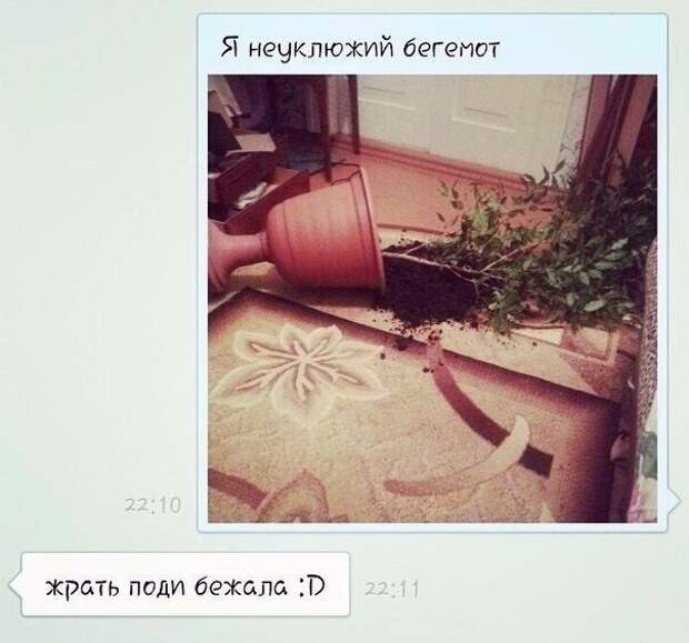 Социальные сети и юмористы, которые в них обитают Социальные сети и юмористы, которые в них обитают