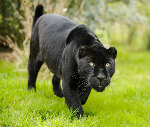 Не существует такого животного, как пантера. На самом деле, этот термин используется для описания чёрных пум, ягуаров и леопардов. ([ Greg ])