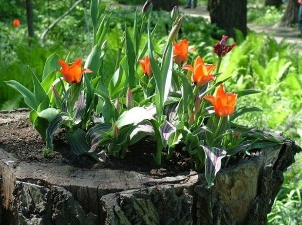 РґР°С‡Р° 21 (604x451, 321Kb)