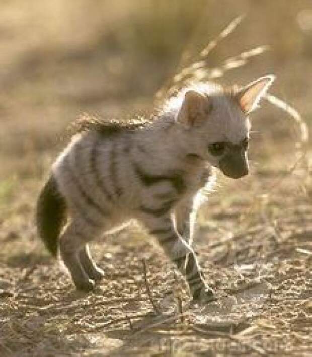 aardwolf, земляной волк
