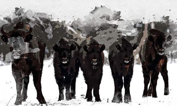 Орловцев пригласили понаблюдать за зубриной трапезой