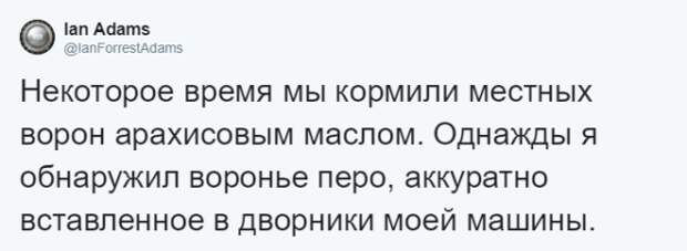 Lужчина четыре года кормил воронью семью и те принесли ему таинственный дар