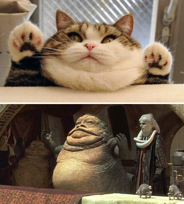 Кот, похожий на Джабба Хатта