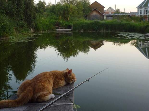 Удачливые коты-рыболовы. История плюс 2 видео