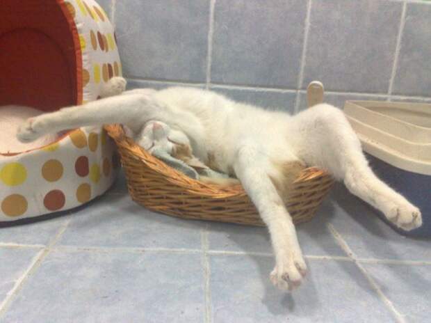 Коты, которые постигли искусство полного расслабления животные, кот, расслабон