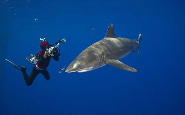 11105 Жизнь в океане   подводные фотографии Дэвида Флитэма