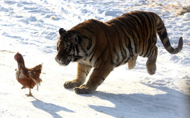 Амурский тигр в погоне за курицей в зоопарке в Харбине, Китай