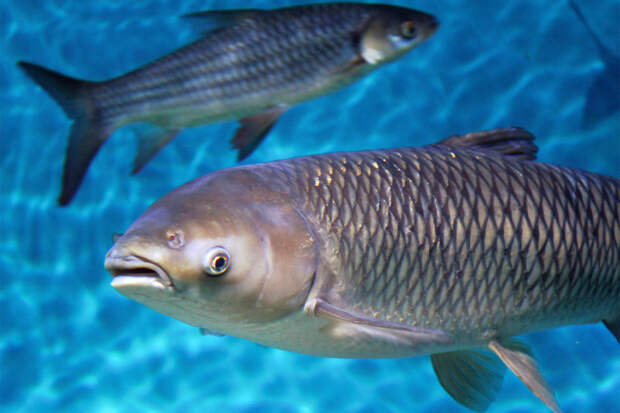 Женщина уволилась из крупной компании и стала кормить рыб на необитаемом острове