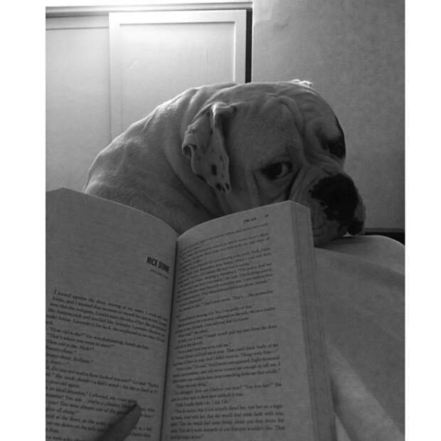 животные и книги