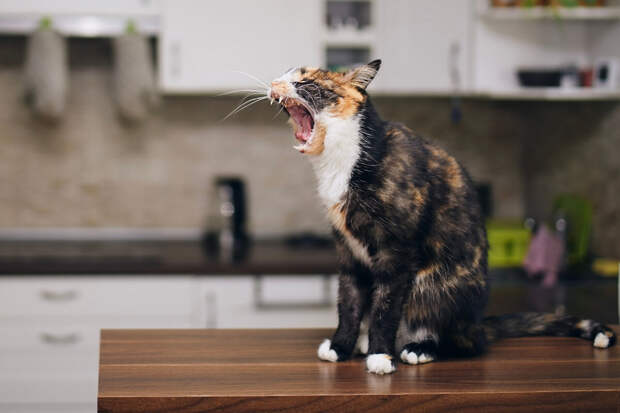 Ветврач Шеляков: на Масленицу кошкам и собакам лучше приготовить печеночные блины