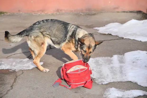В Тольятти нашли 9-летнего школьника