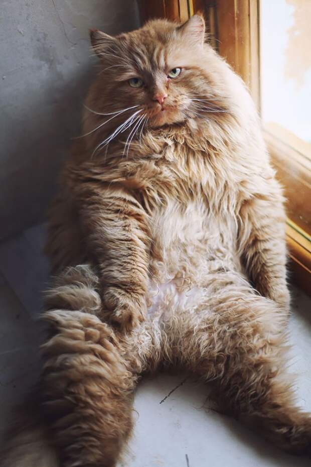 самые огромные кошки