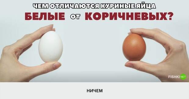 Чем отличается белые яйца от коричневых? инструменты, интересное, отличия, понятия, продукты