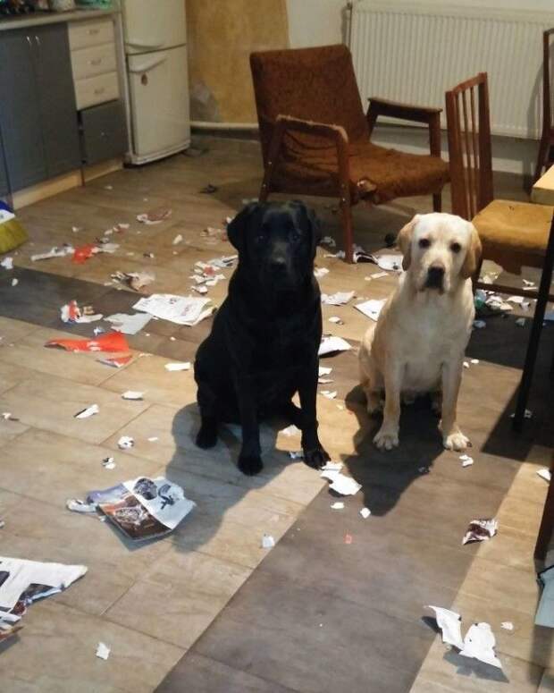 Оставили на 10 минут без внимания Оставили на 10 минут без внимания дом животные проступок шалость