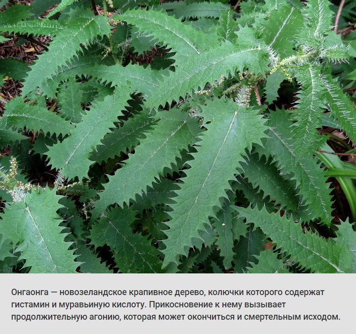 животные, растения, боль, адская боль