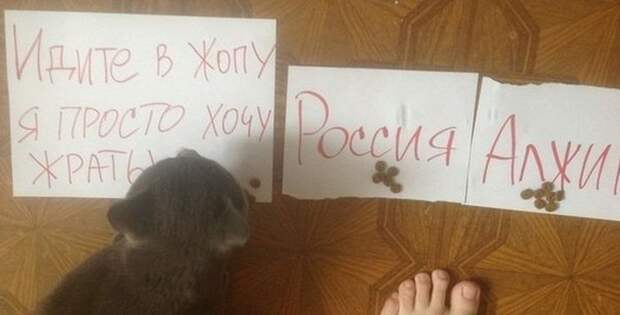 Смешные картинки с подписями катинки, прикол, юмор