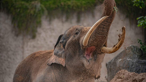 В Таиланде разъяренный слон поднял туриста хоботом и растоптал на глазах у жены
