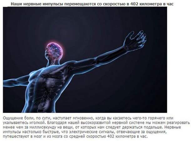 20 интересных фактов о нашем теле