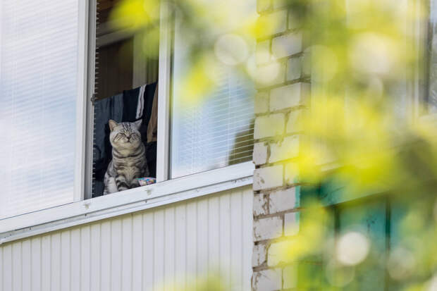 Фатирда асрый торган мәчеләр һәм этләр санын чикләргә җыеналар