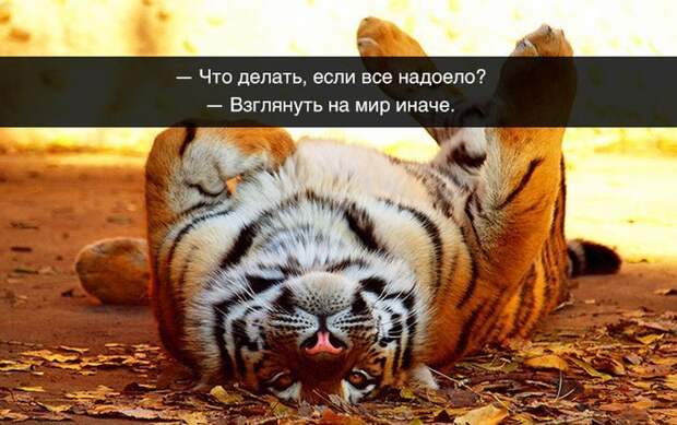 Подборка для хорошего настроения и развития «философских» взглядов история, прикол, факты, юмор