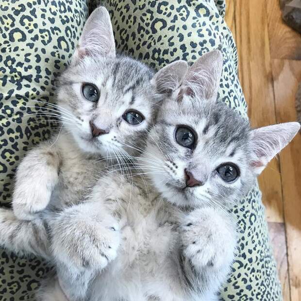 два серых котенка
