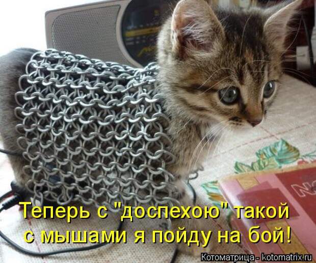 Котоматрица: с мышами я пойду на бой! Теперь с "доспехою" такой