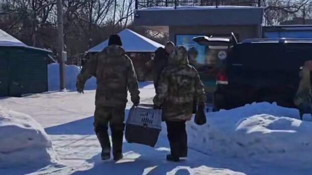 Кенгуренок Беннетта из зоопарка Барнаула отправляется на новое место жительства