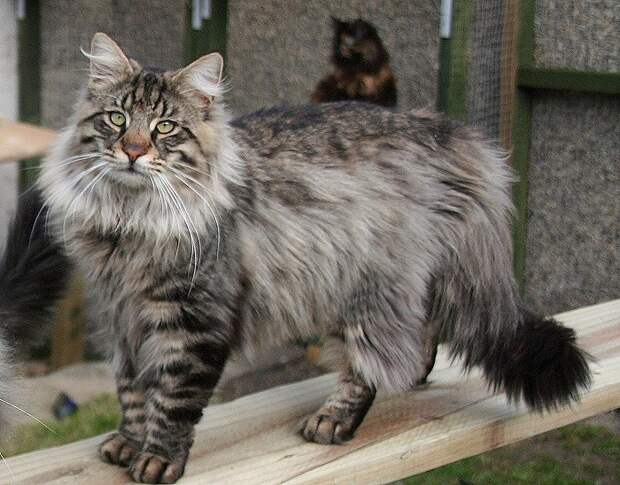 Норвежская лесная кошка. фото