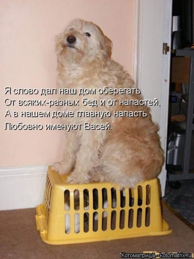 Лучшие котоматрицы недели