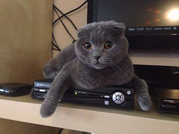 Смешные и забавные кошки